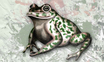Wechselkröte