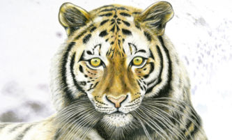 Sibirischer Tiger