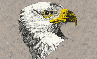 Weißkopfseeadler
