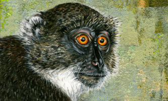 Weißkehlmeerkatze