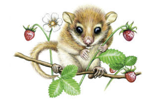 Haselmaus