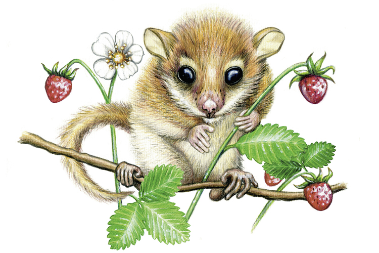 Haselmaus
