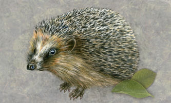 Braunbrustigel