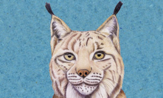 Luchs