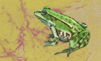 Teichfrosch