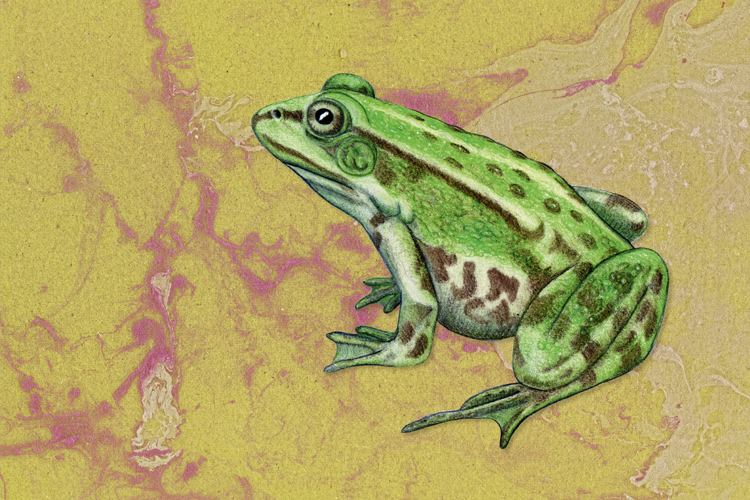 Teichfrosch
